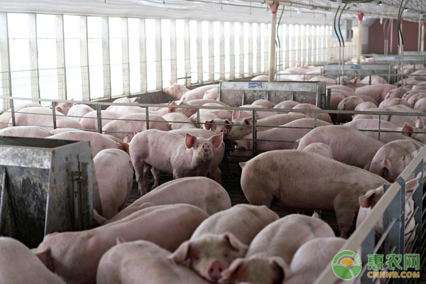 养猪的利润和成本是多少？一头猪能赚多少钱？