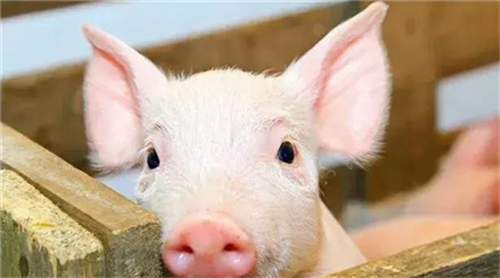 养好保育猪的关键几步，你做到多少？