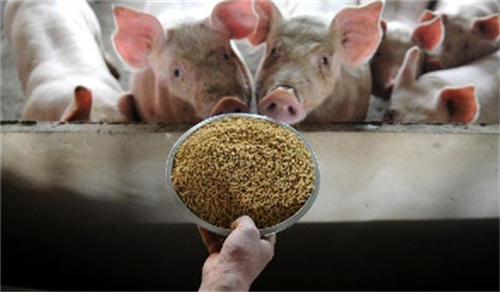 猪场降低饲料霉变，做好这8项实战措施
