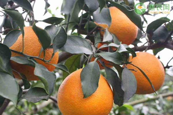 爱媛柑橘有几个品种？