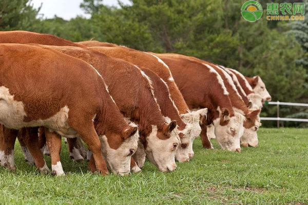 8月活牛价格最新行情，为何肉牛价格不会大跌？