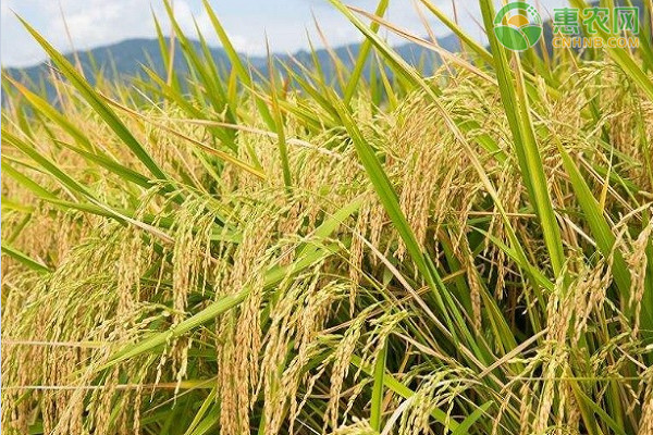 2020年8月份水稻价格最新行情及走势
