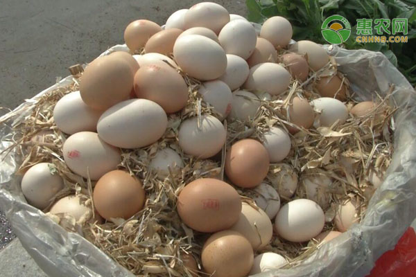 鸡蛋价格一个月飙涨逾六成，后期行情走势如何？