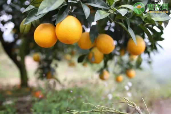 中国最有名的脐橙之乡