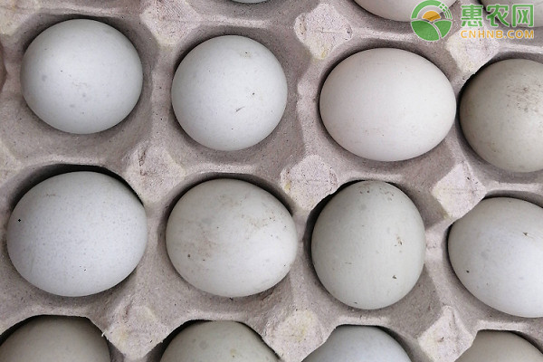 今日鸡蛋价格多少钱一斤？2020年8月鸡蛋价格还会上涨吗？