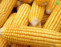 常见的玉米品种先容