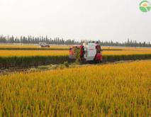 十大最贵的水稻大米排行