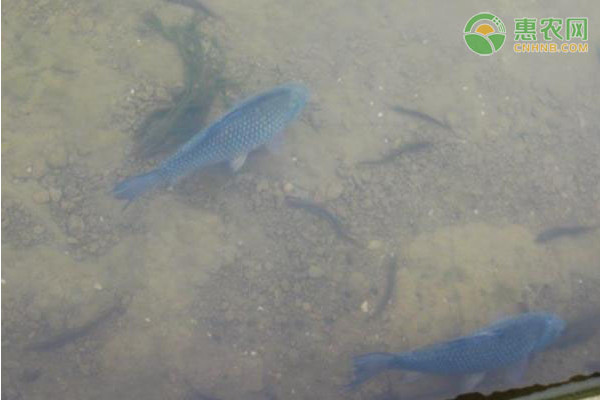 农村河里常见的十种鱼