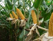 今天玉米价格多少钱一斤？2020年9月7日玉米价格行情走势