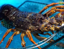 澳洲龙虾价格多少钱一斤？澳洲龙虾为何这么贵？