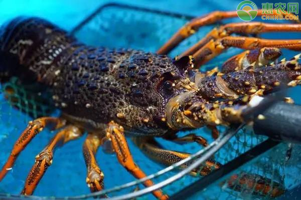 澳洲大龙虾多少钱一只？澳洲龙虾为什么那么贵？
