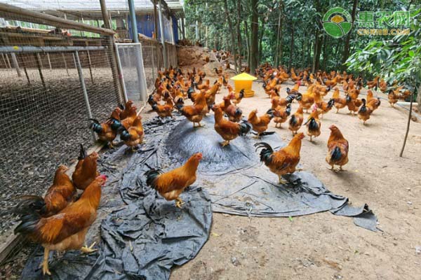 灵山鸡价格多少钱一斤？养殖前景如何？（附养殖技术）