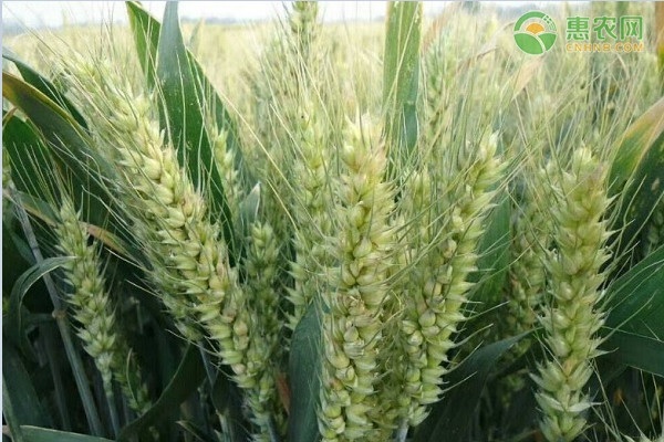 2020年中秋国庆节小麦行情预测（附今日小麦价格）