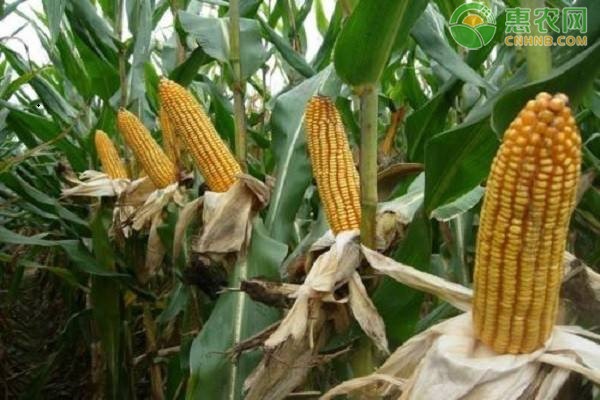 2020玉米价格行情预测走势