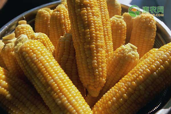 2020年秋玉米价格行情预测