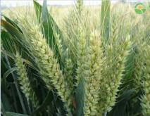 2020年中秋国庆节小麦行情预测（附今日小麦价格）