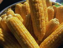 2020年秋玉米价格行情预测