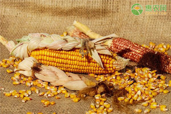 2020年中秋国庆节玉米价格行情预测