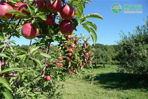 最好的苹果树新品种有哪些？