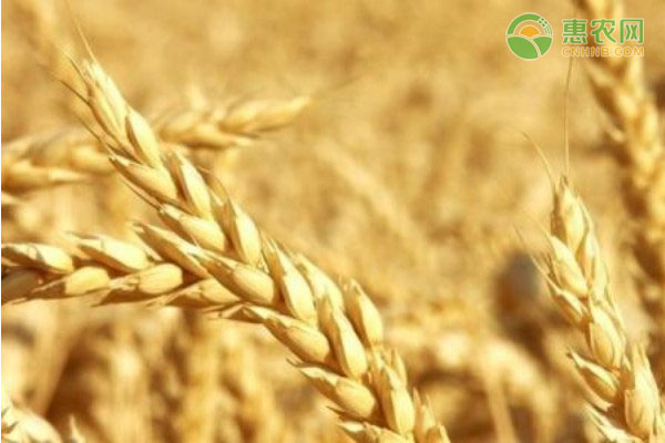 今日小麦价格多少钱一斤？附小麦最新价格走势