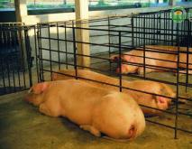8月份猪肉价格同比上涨52.6%，预计2021年生猪价格分析