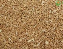 今日小麦价格多少钱一斤？2020年9月18日最新小麦价格走势