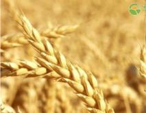今日小麦价格多少钱一斤？附小麦最新价格走势