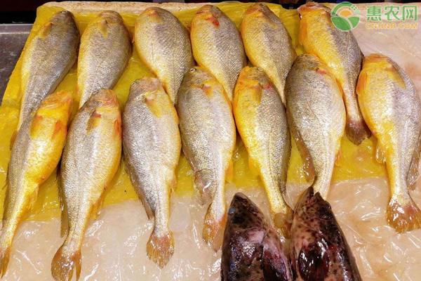 2020年大黄鱼价格多少钱一斤？大黄鱼养殖前景分析