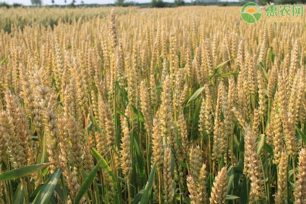 今日小麦价格行情如何？为啥近期小麦价格持续上涨？