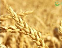 小麦最新价格走势是怎样？后市行情如何发展？