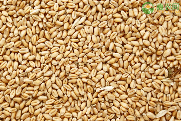 2020年小麦种子价格行情（附种植小麦利润分析）