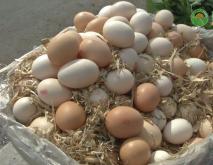 今日鸡蛋多少钱一斤？附鸡蛋价格最新行情分析