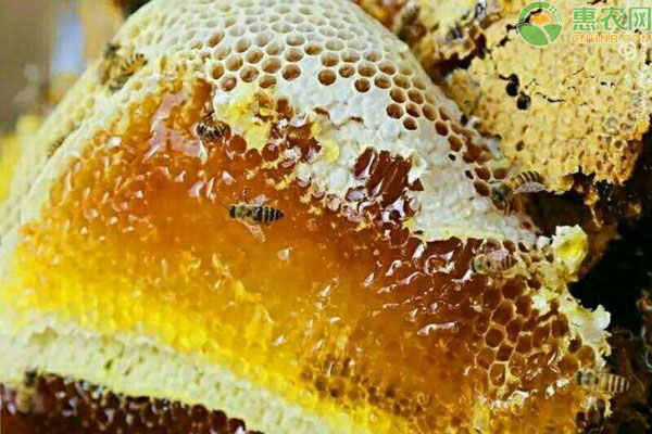 土蜂蜜市场价格及前景怎样？