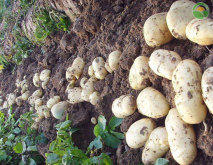 土豆价格跌至近三年低位，为何土豆价格下跌？