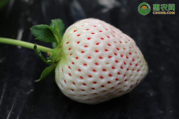 2020白草莓苗价格多少钱一株？白草莓种植前景分析