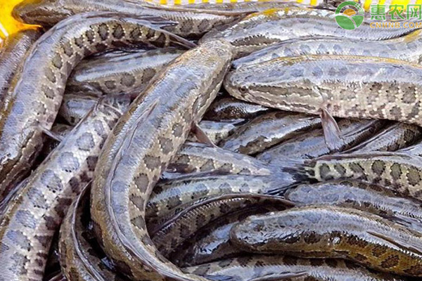 黑鱼价格多少钱一斤？养10亩黑鱼的利润多少？