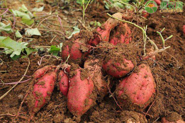 2020年红薯价格多少钱一斤？红薯种植利润如何？