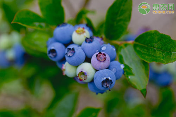 2020年蓝莓价格多少钱一斤？蓝莓种植前景怎么样？