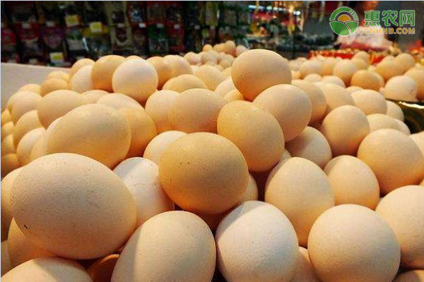 2020年10月全国鸡蛋价格最新行情及走势预测