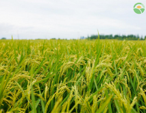 2020年10月稻谷价格最新行情走势预测