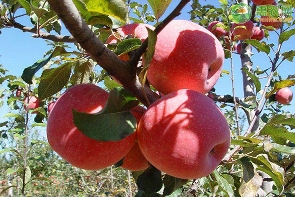 2020年苹果价格多少钱一斤？苹果种植成本利润分析