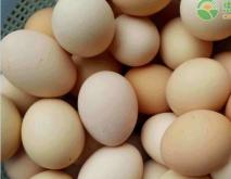 今日鸡蛋价格多少钱一斤？2020双节过后鸡蛋价格走势如何？