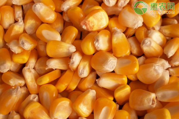 今日玉米价格多少钱一斤？2020双节过后玉米价格走势如何？