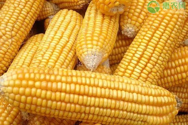 2020山东玉米价格行情预测走势