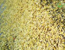 2020年10月水稻价格行情走势分析