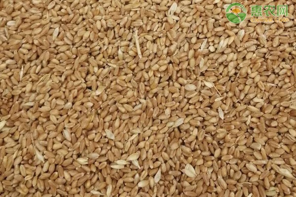 2020山东潍坊小麦价格最新行情