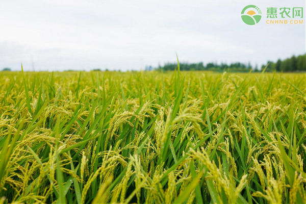 稻谷种植一亩多少成本？利润是多少？