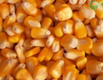 2020年玉米暴涨是什么原因？(附10月17日玉米最新价格)