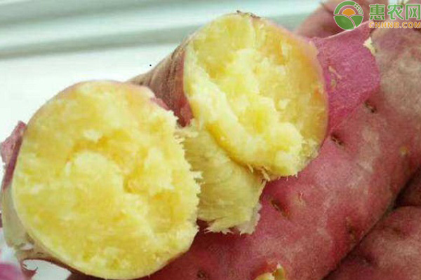 板栗红薯多少钱一斤？市场前景如何？（附种植技术）
