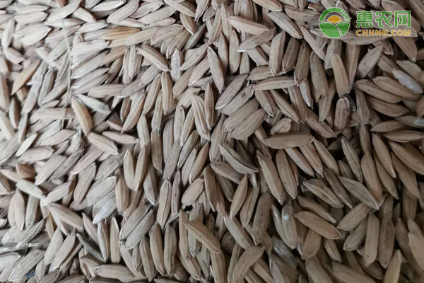 今日水稻价格多少钱一斤？水稻最新行情走势分析